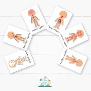 BODY Systems Flashcard Set